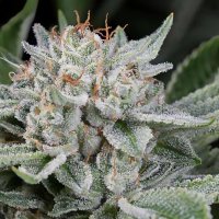 Auto  Cali  Mango  Mass  Remaster  1